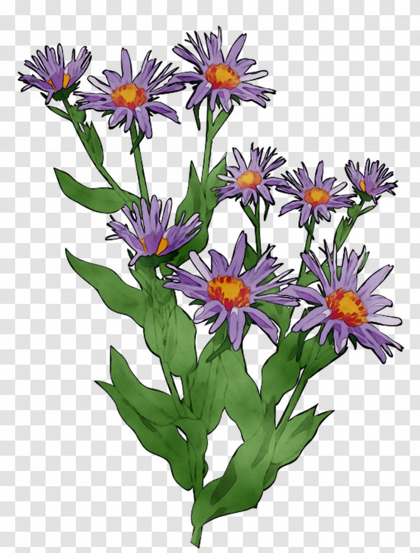 Purple Cut Flowers Annual Plant Wildflower - Petal - Herbaceous Transparent PNG