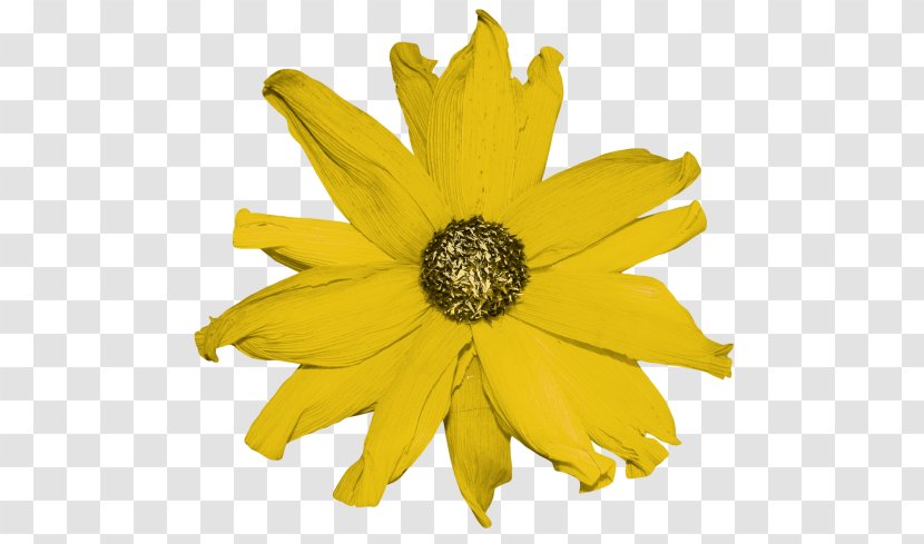 Common Sunflower Petal Cut Flowers Yellow - Flower Transparent PNG
