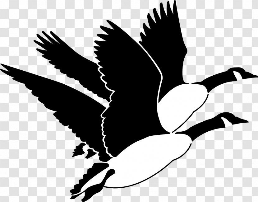 Canada Goose Bird Clip Art - Black And White Transparent PNG