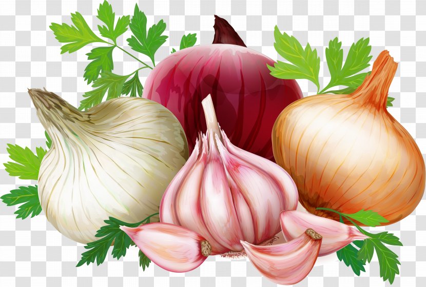 Welsh Onion French Soup Red Vector Graphics Vegetable - White Transparent PNG