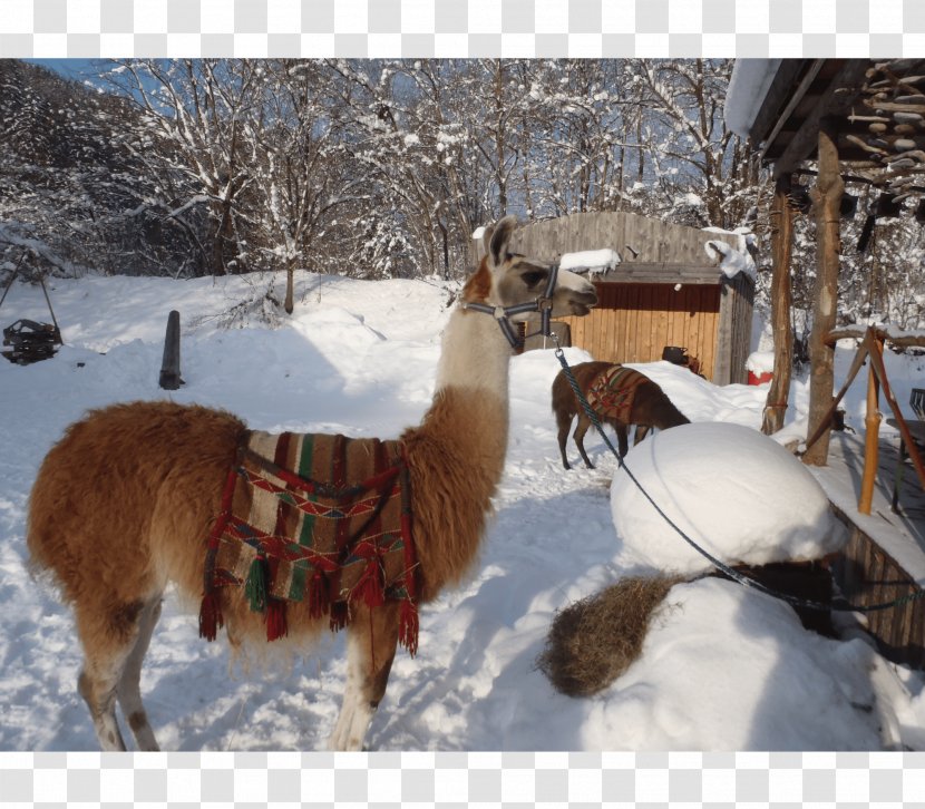 Llama Snow Caving Igloo Canyoning - Outdoor Adventure Transparent PNG