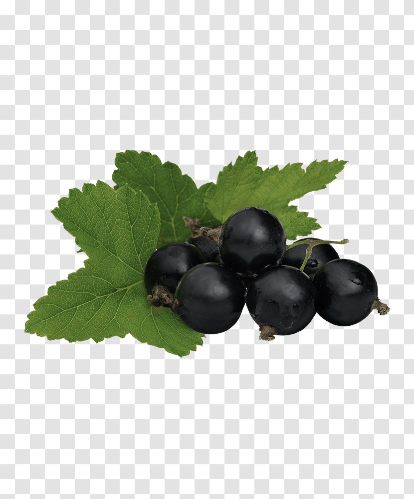 Gooseberry Stock Photography Royalty-free Blackcurrant - Chokeberry - Cinnamon Tree Transparent PNG