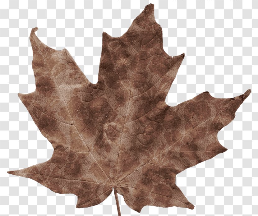 Autumn Leaves Leaf Color Maple Transparent PNG