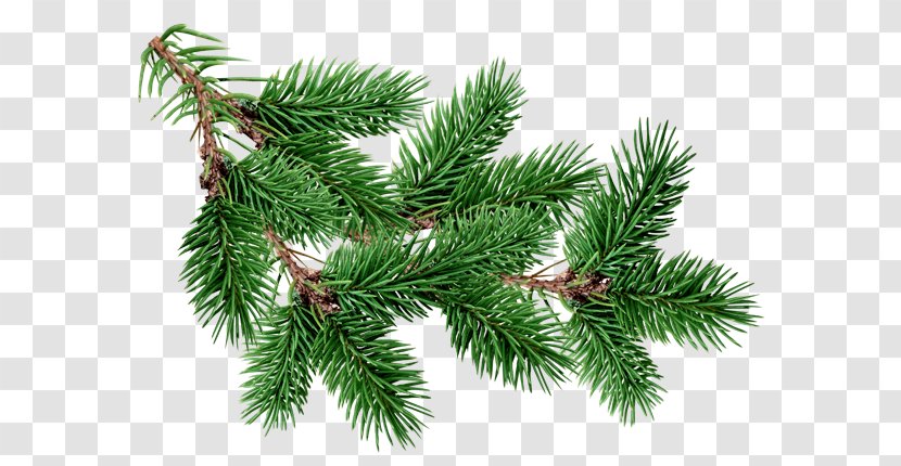 Fir Pine Christmas Tree - Spruce Transparent PNG