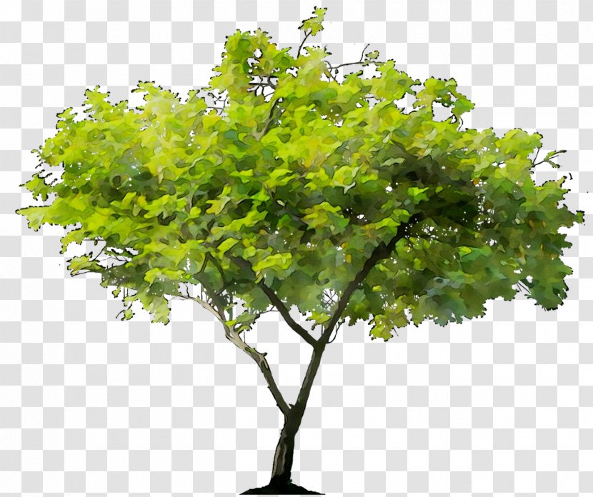 Stock Photography Tree Royalty-free Stock.xchng Scarlet Oak - Drawing - Woody Plant Transparent PNG