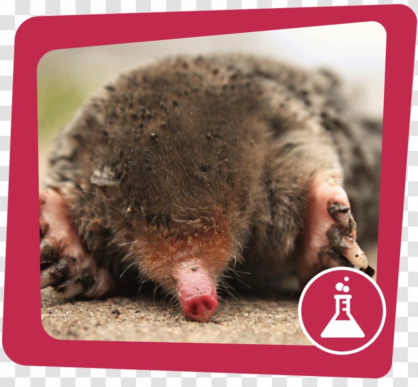 European Mole Moles Mouse Animal Vole - Ochrona Gatunkowa Transparent PNG