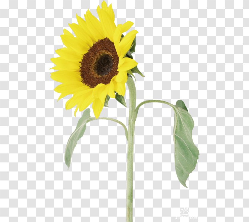 Common Sunflower Adobe Photoshop Clip Art Borders And Frames - Flower Transparent PNG