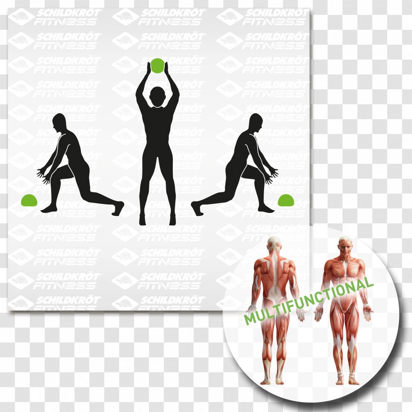 Pull-up Physical Fitness Muscle Exercise Anatomy - Shoulder Transparent PNG