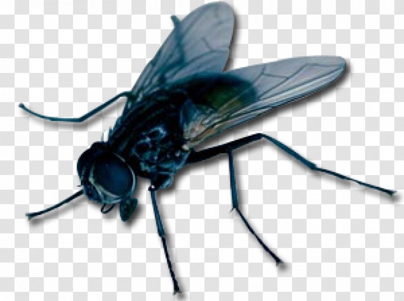 Insect Fly Clip Art - Arthropod Transparent PNG