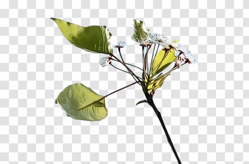 Flower Plant Leaf Flowering Anthurium - Arum Family - Stem Transparent PNG