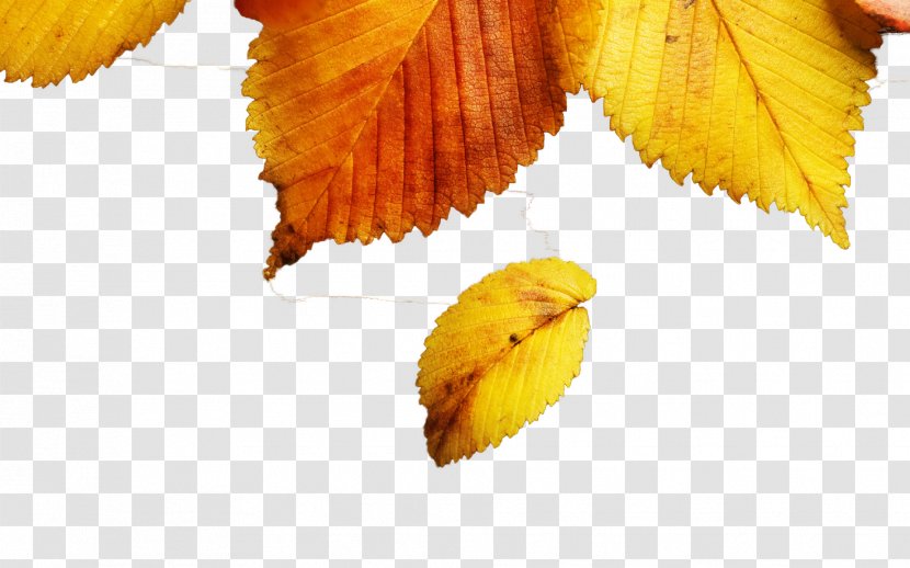 Leaf Autumn Yellow Wallpaper - Color - Leaves Transparent PNG