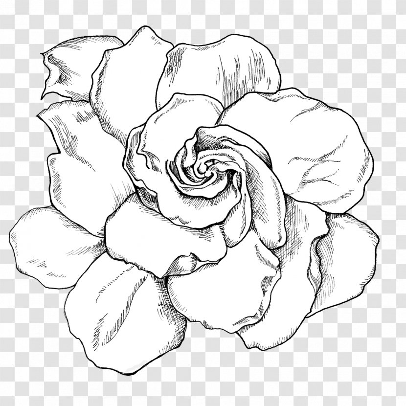 Cape Jasmine Drawing Flower Gardenia Thunbergia Clip Art - Rose - Jasmin Transparent PNG