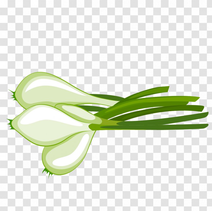 Vegetable Onion Illustration - Artworks - Hand-painted Vector Onions Transparent PNG