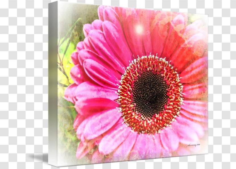 Cut Flowers Daisy Family Transvaal Chrysanthemum - Closeup - Gerbera Transparent PNG