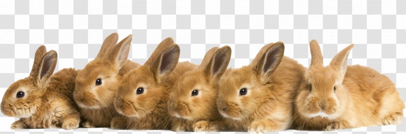 European Hare Domestic Rabbit Cuteness Desktop Wallpaper - Stock Photography Transparent PNG