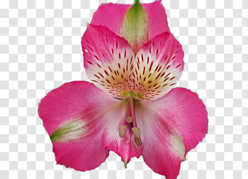 Lily Of The Incas Rakita Flowers Cut Wholesale - Iris Family - Flower Transparent PNG