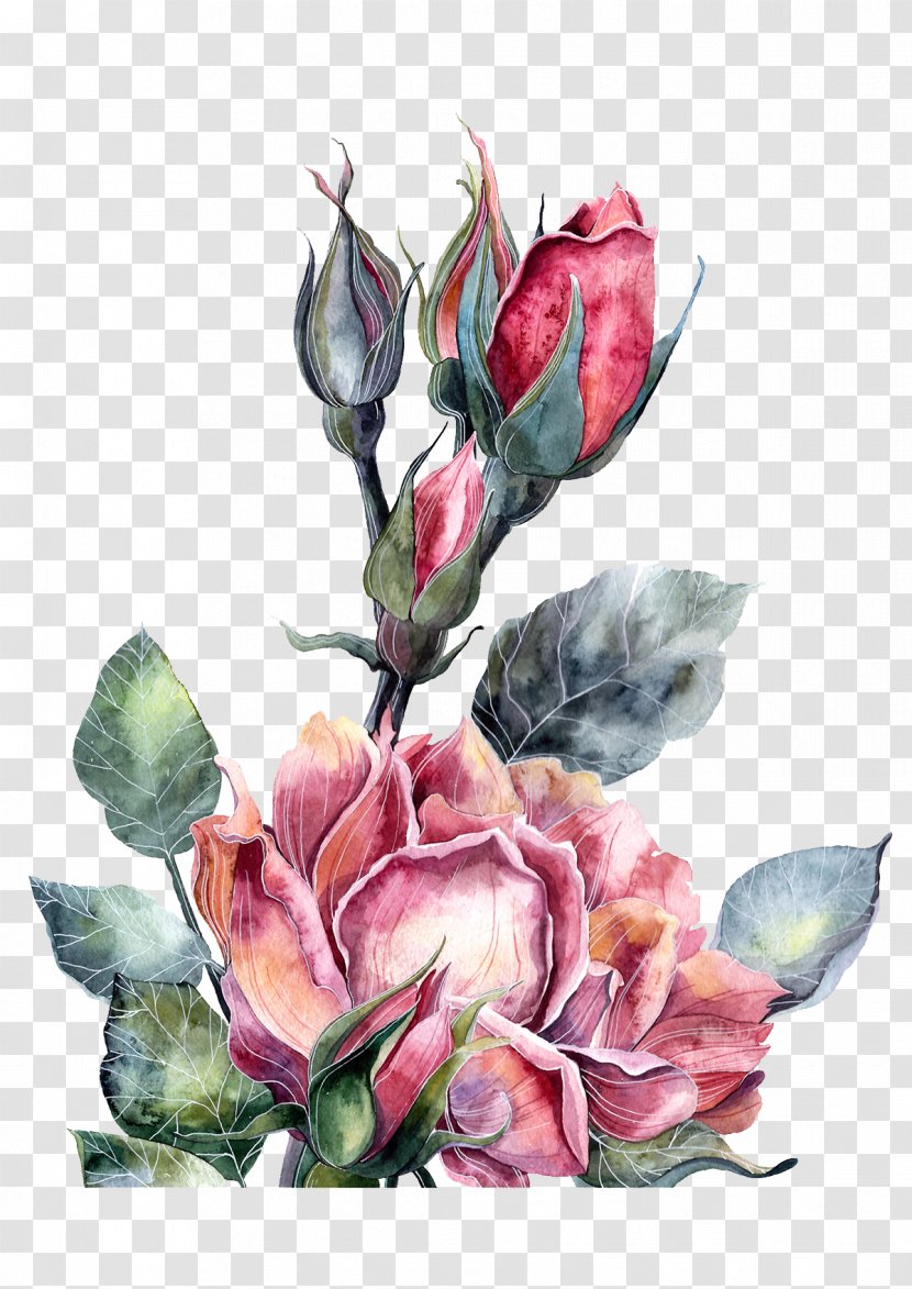 Watercolor Painting Illustrator Illustration - Red Peony Flowers Transparent PNG