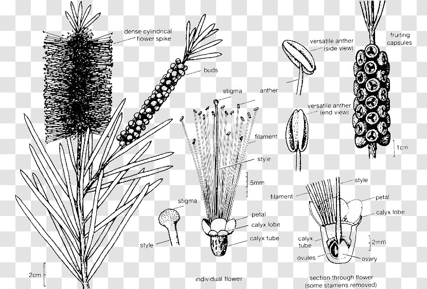 Melaleucas: Their Botany, Essential Oils And Uses Melaleuca Viminalis Citrina - Plant - Pruning Transparent PNG