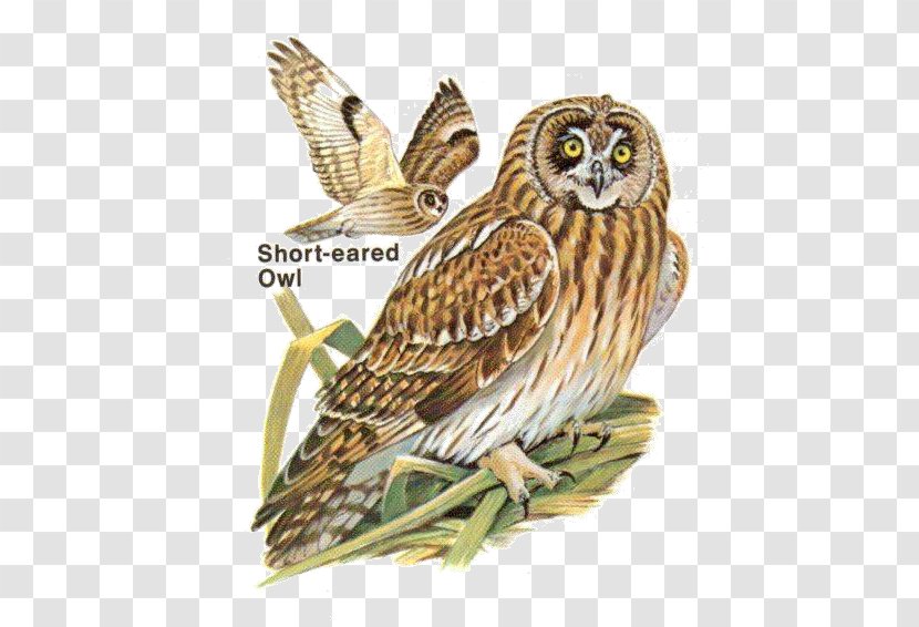 Great Grey Owl Local Birds Of Santa Barbara Maria - North American Porcupine Diet Transparent PNG