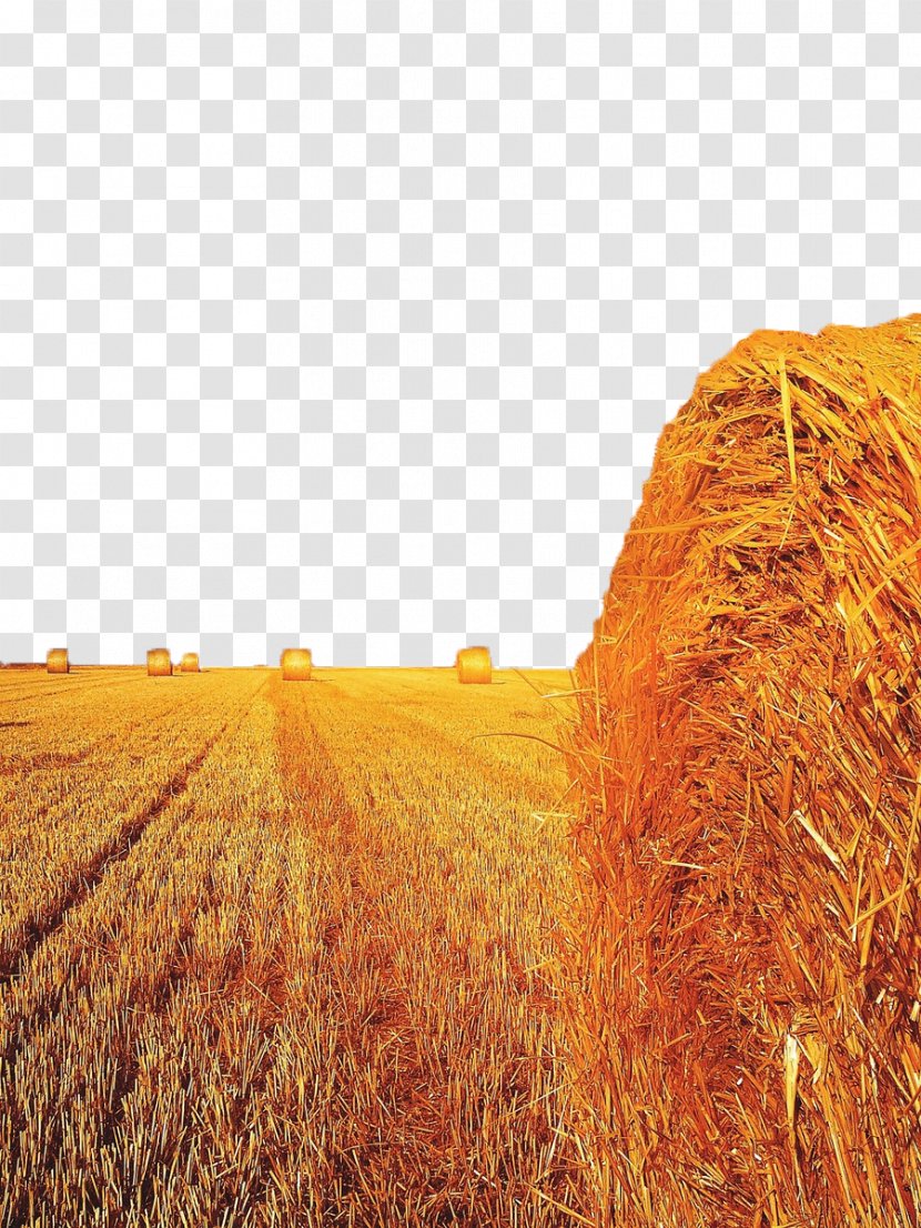 Field Straw-bale Construction Harvest Wheat - Crop Transparent PNG