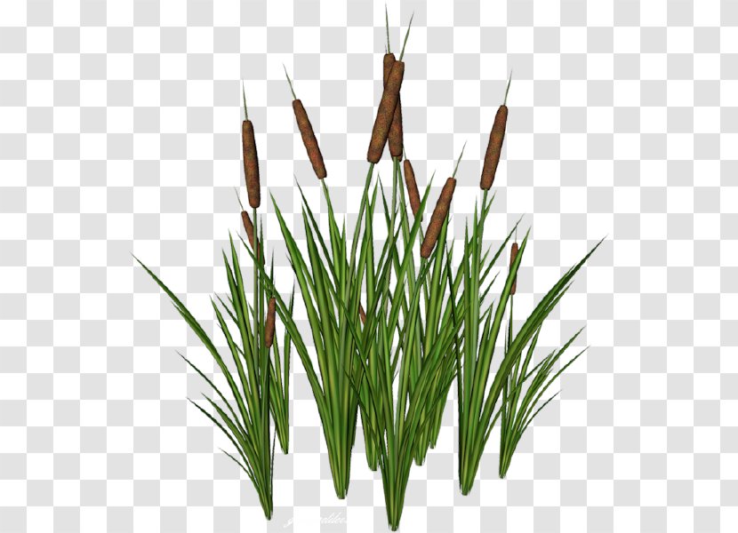 Internet Scirpus TinyPic - Plant - Saz Transparent PNG