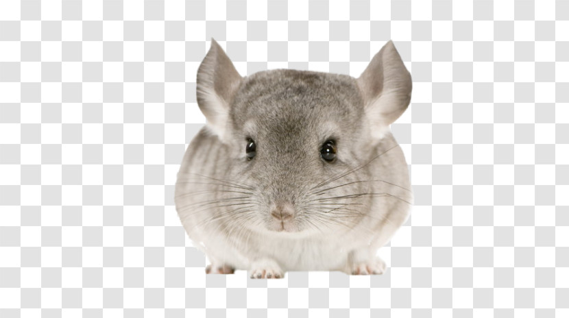 Chinchilla Gerbil Rat Mouse Muridae Transparent PNG