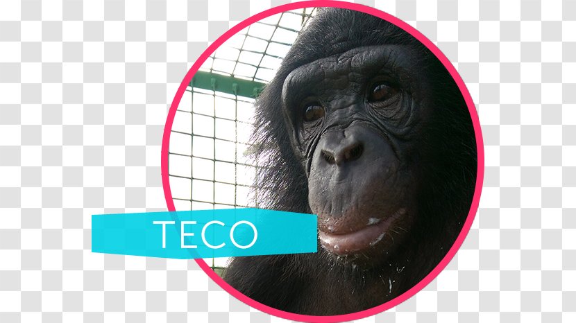 Common Chimpanzee Gorilla Ape Cognition And Conservation Initiative Bonobo Monkey - Apes Transparent PNG