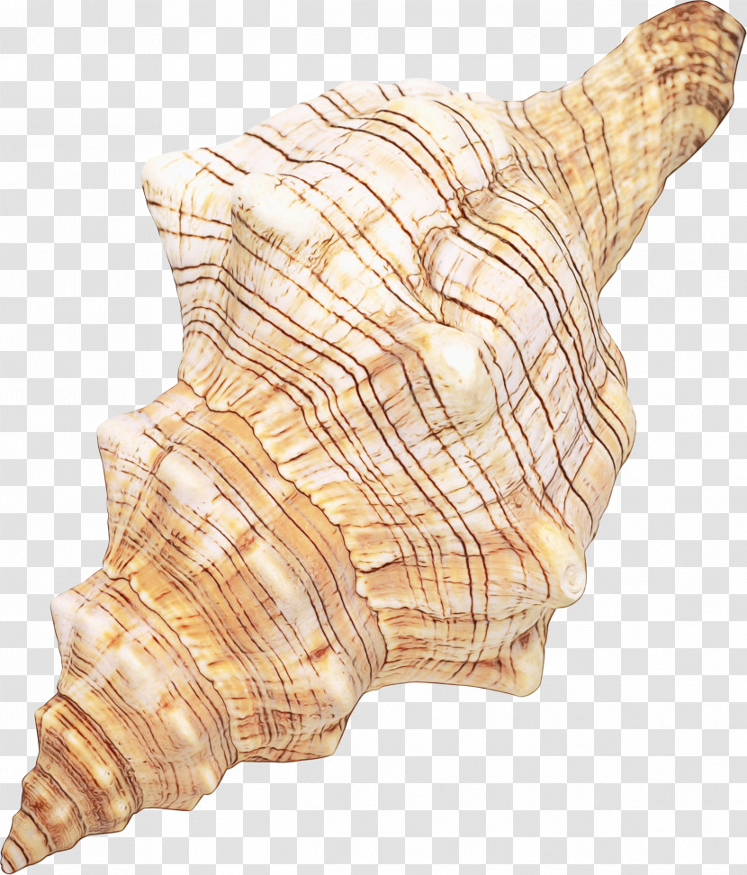 Seashell Conchology Shankha Conch /m/083vt Transparent PNG