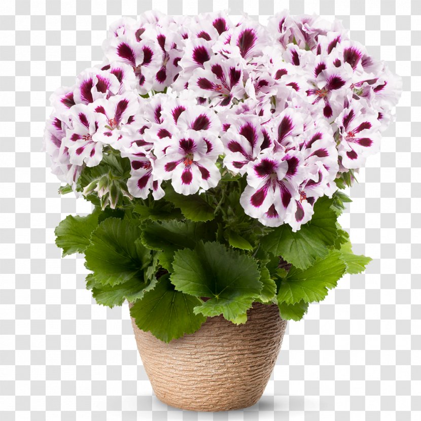 Geraniums Flower Regal Pelargonium Seed Blossom - Purple Stripes Transparent PNG