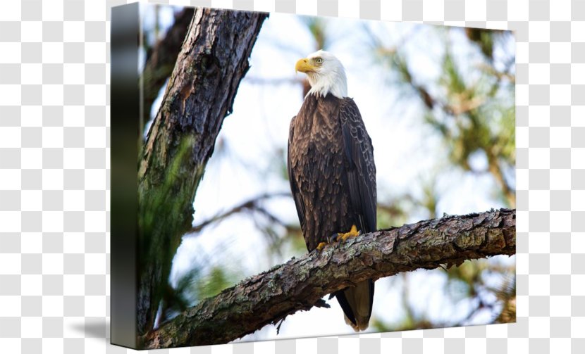 Bald Eagle Photography By Jim Crotty | Picture Ohio LLC Art Imagekind - Work Of - Eagles Head Transparent PNG