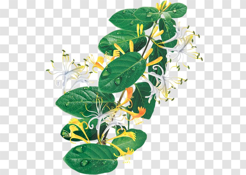 Tea Lonicera Japonica Chinese Herbology Chenpi - Plant - Chrysanthemum Transparent PNG