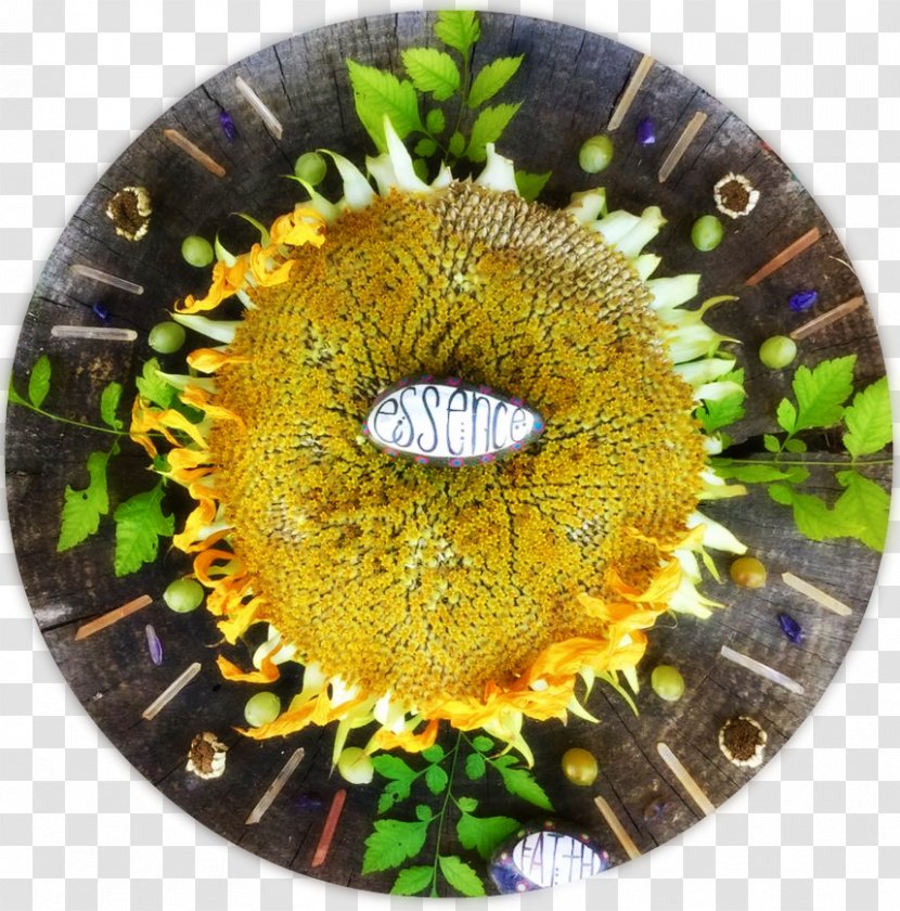 Sunflower M - Flower - Circle Transparent PNG