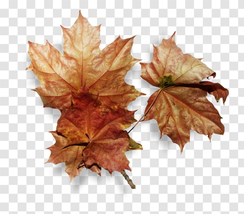 Clip Art Leaf Image Autumn Transparent PNG