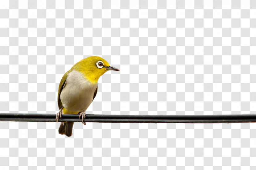 Birds Finches Beak Meter Science Transparent PNG