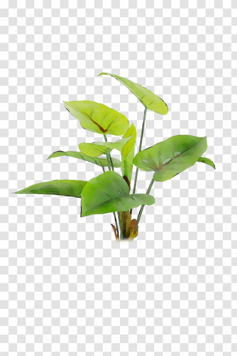 Leaf Flowerpot Plant Stem Houseplant Plants - Arum Family Transparent PNG