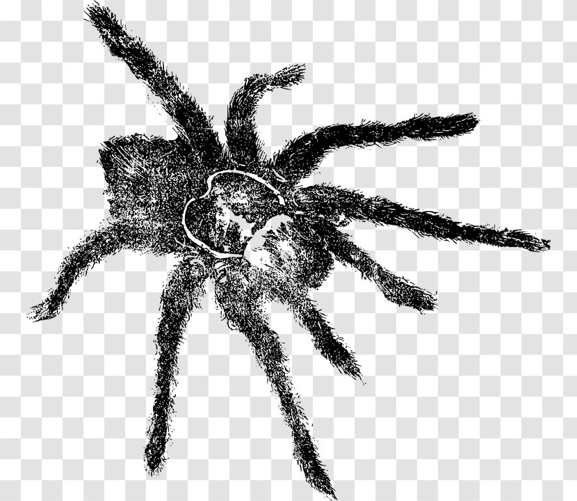 Tarantula Spider Drawing Transparent PNG
