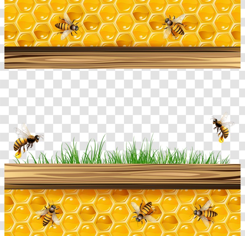 Honey Bee Honeycomb Illustration - Photography - Yellow Transparent PNG