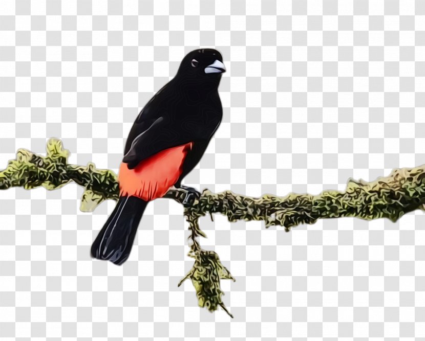 Bird Beak Blackbird Branch Perching - Wet Ink - Robin Songbird Transparent PNG