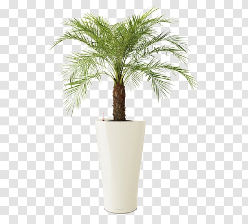 Pygmy Date Palm Tree Plant Chamaedorea Elegans - Arecaceae Transparent PNG