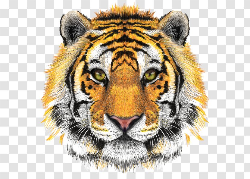 Tiger Sinay.com.tr Clip Art - Fur Transparent PNG