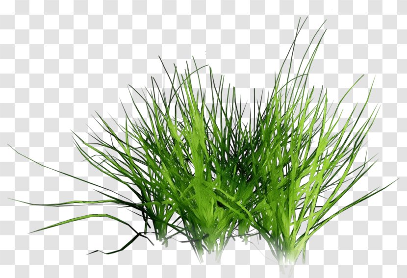 Drawing Of Family - Architecture - Herb Chives Transparent PNG