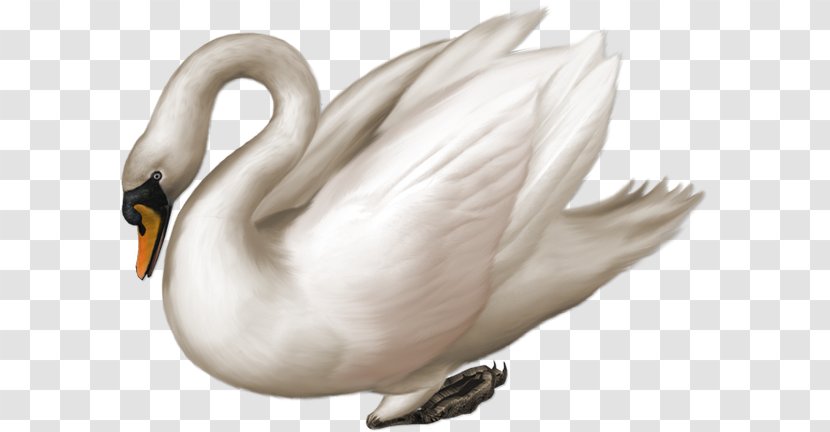 Mute Swan Clip Art - Photoscape Transparent PNG
