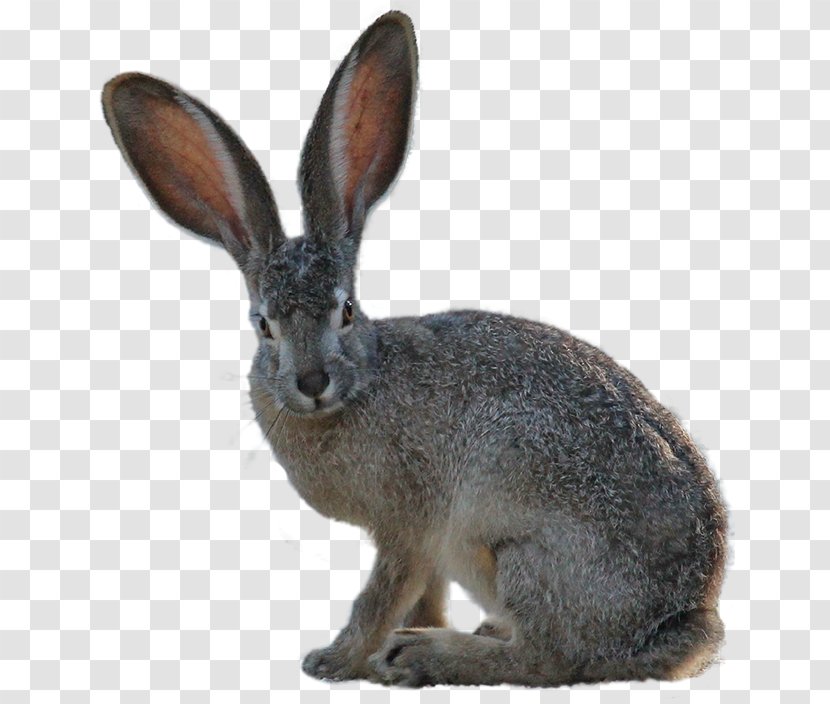 Domestic Rabbit European Hare Arctic Easter Bunny Transparent PNG