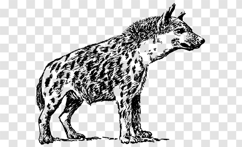 Spotted Hyena Clip Art Transparent PNG