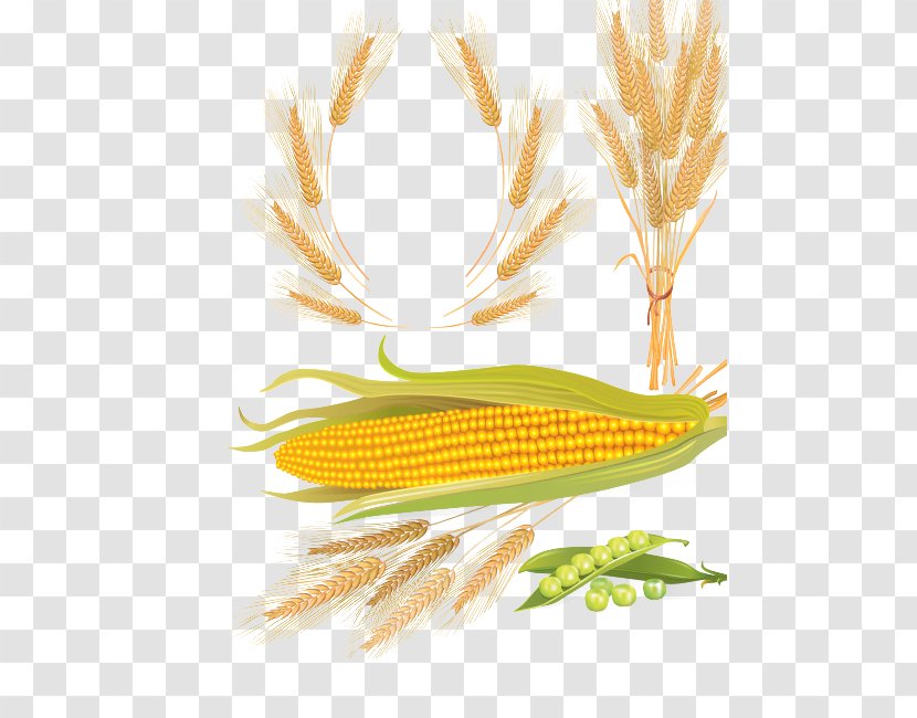 Beer Cereal Wheat Maize - Rye - Corn Transparent PNG