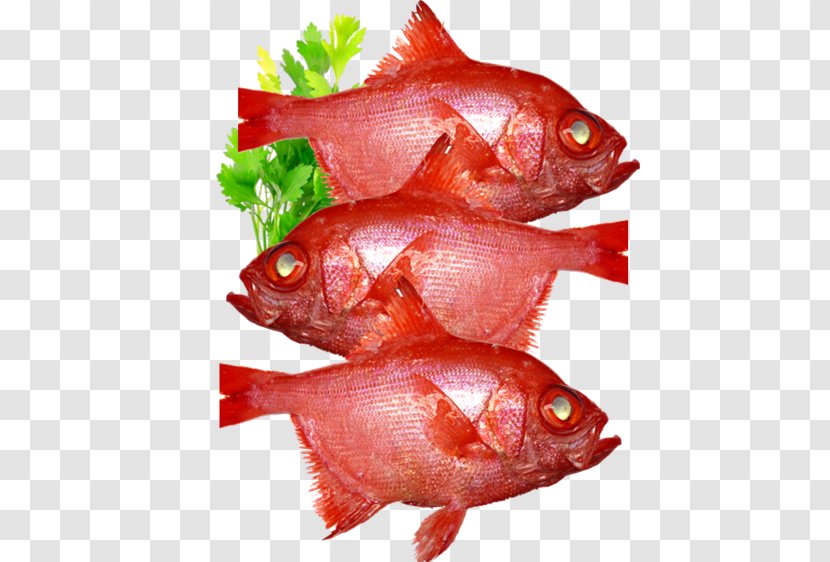 Northern Red Snapper Fish Products Blue Grenadier Fillet - Animal Source Foods Transparent PNG