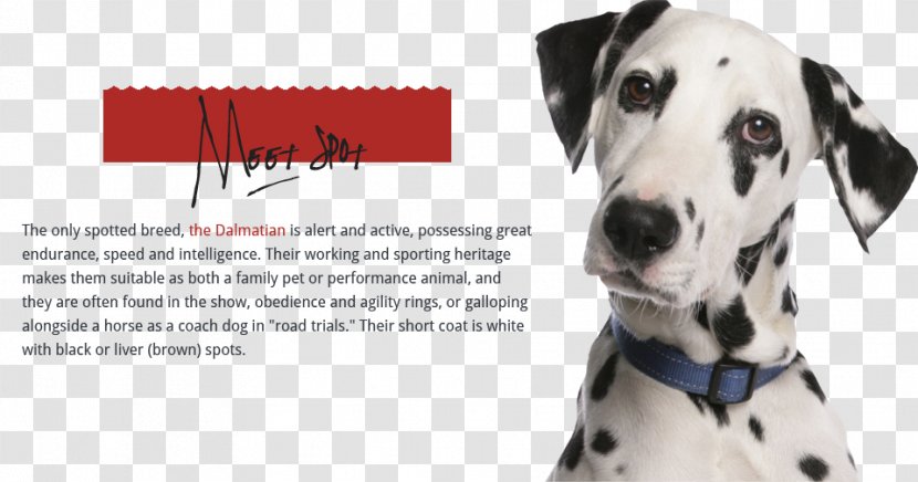 Dalmatian Dog Puppy Pit Bull Dachshund Cat - Gray Wolf - Pet Transparent PNG