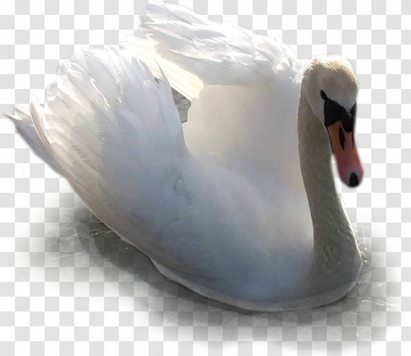 Cygnini Duck Water Bird Goose - Beak - Swan Transparent PNG