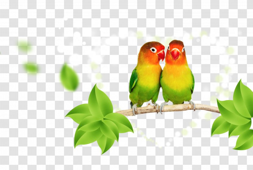 Parrot Lovebird Budgerigar - Organism Transparent PNG