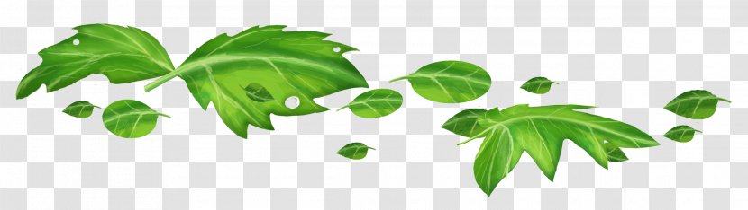 Branch Leaf - Herbalism Transparent PNG